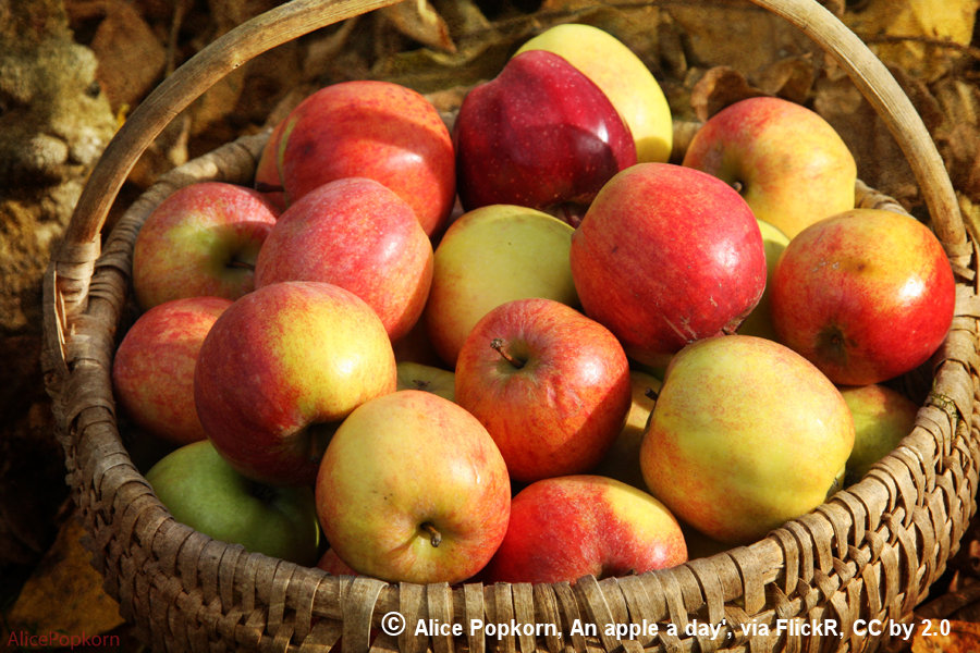 Apple Day - Apple basket