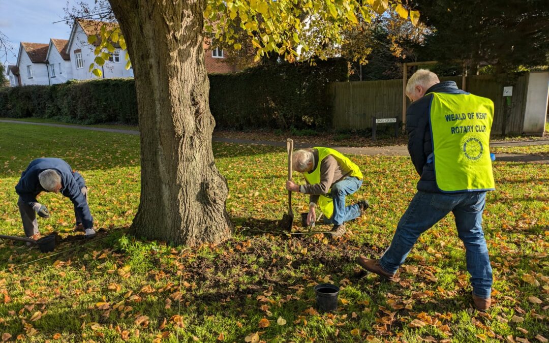 Crocuses to help end polio