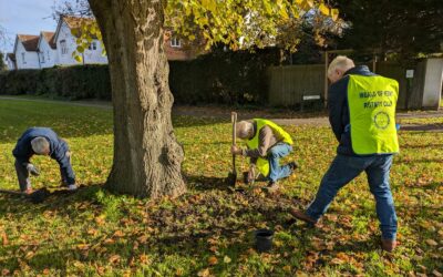 Crocuses to help end polio