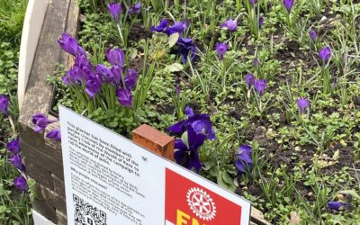 Crocuses for Polio