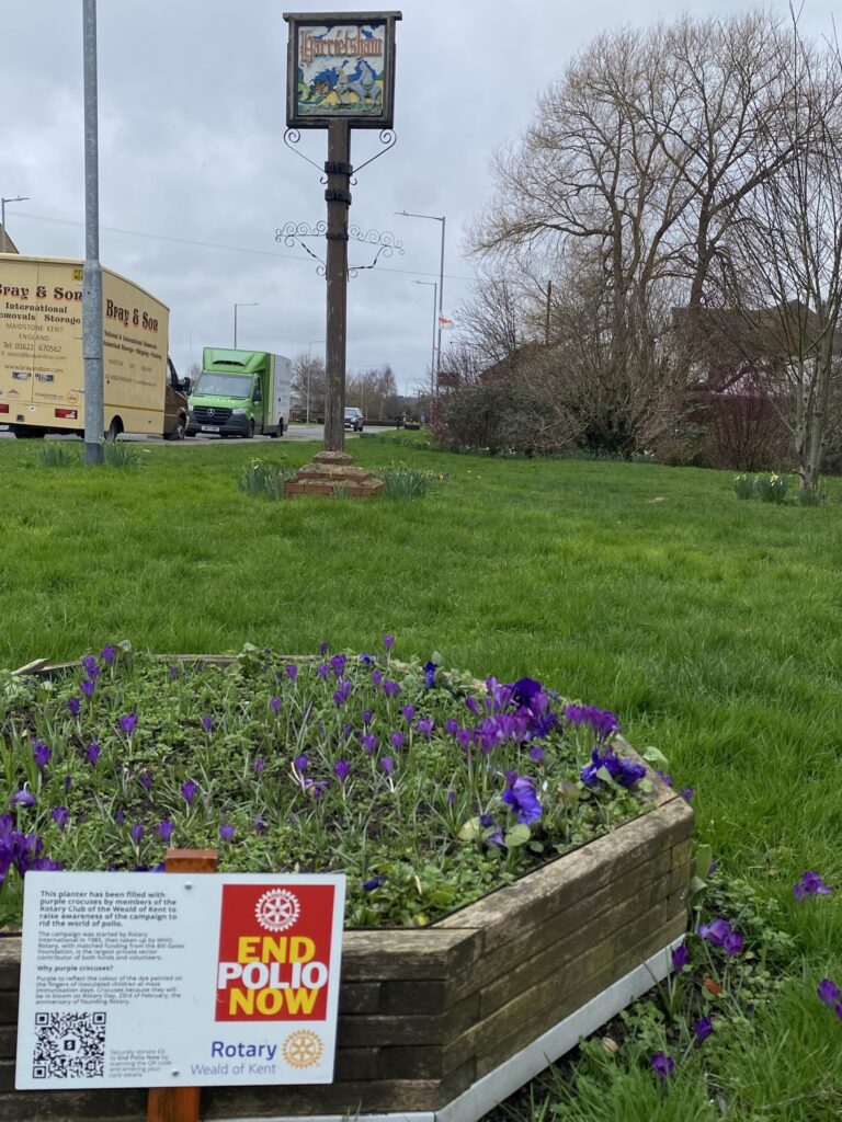 Harrietsham Polio Crocuses